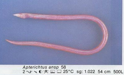 Apterichtus ansp